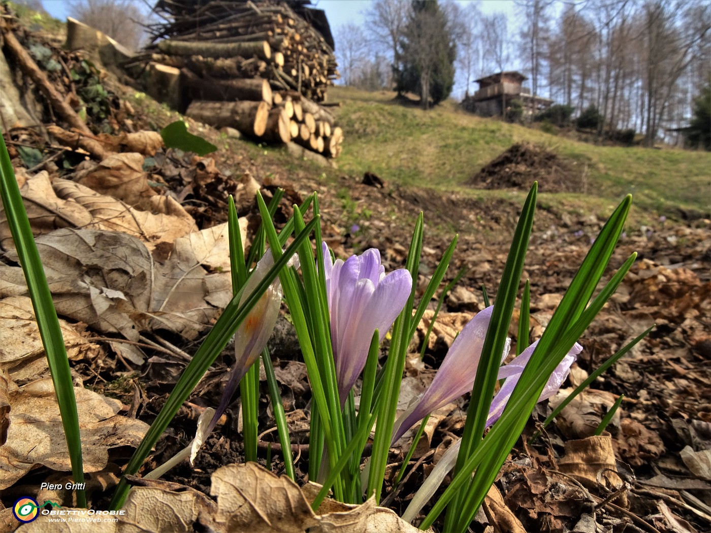 71 Crocus alla Ca' del Ceco.JPG